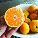 귤하우스 이미지