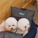 521펫살롱 이미지