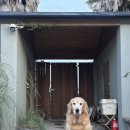 김녕을 그리다 | 🐕 제주도 대형견 동반 숙소, 성세기해변 앞 김녕을 그리다 후기