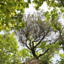 금원산자연휴양림(거창) 이미지