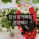 장성경로당 | 장성 딸기체험 잼잼베리 이용후기 및 가격