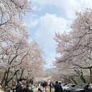오페라보러화요 <코지 판 투테 : 여자는 다 그래> | 과천 렛츠런파크 마시멜로 벚꽃축제 주말 후기/아이랑 웨건
