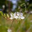 나비바늘꽃(Gaura lindheimeri) 이미지