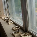 봉양초등학교 이미지