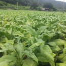 손해평가사 1차 - 재배학 및 원예작물학 이미지