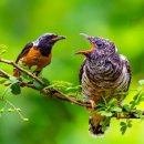 비발디의아침 이미지