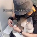 고양이미용사 임서영 이미지