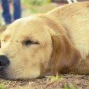 이루다 동물메디컬센터 이미지