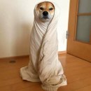 황금애견 이미지