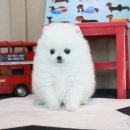 도그천사 이미지