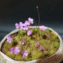 플로리안 이미지