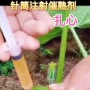 카카오농산물 이미지