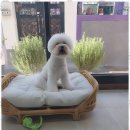마당개 | 강아지미용 마당개의 힐링 경험 후기