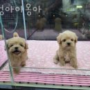 멍멍아야옹아 이미지