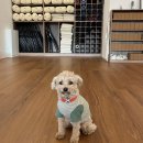 힐링요가 | 요가오월 | 강아지와 함께하는 요가 클래스 힐링 후기