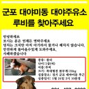 군포시 대야미동에서 콜리 종 루비를 잃어버렸습니다 이미지