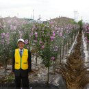 무궁화농장 이미지