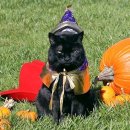 퍼스트펫 이미지