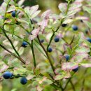 도담건강식품 이미지