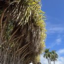 희원농장 | [신혼여행기록] 하와이 신혼여행 3일차 / 지경민 부장님과 함께하는 허니문리조트 VIP섬투어 후기