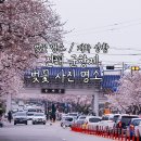레서트 - 마포구 독막로6길 9 | 진해 벚꽃 사진 명소 군항제 일정 가는 법 (서울-진해 셔틀버스 / 경화역공원 / 여좌천 벚꽃 개화)