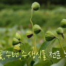 수련농원