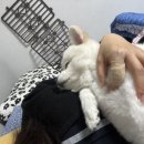 까비네펫살롱 이미지