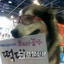 오로라애견 이미지