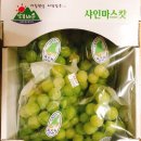 망고캣 네이버블로그