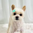 아찌살롱 이미지