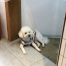 동태와 찜마을 이미지