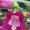 바이올렛 이미지