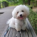 (주)펫닥 | 강아지토했을때 : 반려동물앱 펫닥 수의사 상담후기
