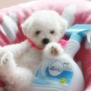 당고개PC 이미지