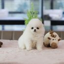 멋진강아지 이미지