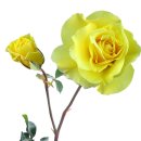 RoseDay 이미지