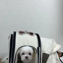 강아지집 티스토리