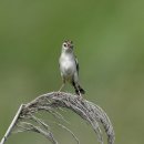 시화호의 개개비사촌(Zitting cisticola) 이미지