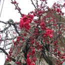 대구여자상업고등학교 이미지