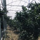 순희네농장 이미지