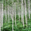 자작나무숲정상 이미지