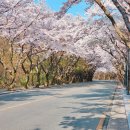 시청별관앞 꽃보라동산 | 대구 벚꽃 구경 갈만한곳 꽃보라동산 금호강생태공원 팔공산