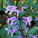 Plectranthus(Mona lavender) 이미지