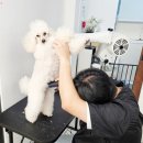 JK이용.미용직업전문학원 | 인천애견미용학원 결국 서울까지 다녀본 자의 솔직 후기