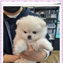 펫하임 강아지 고양이 이미지