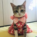 인공지능 DALL E 2로 그린 고양이 이미지