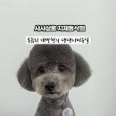 샤샤살롱 지제동삭점 이미지