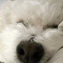 에브리댕댕 이미지