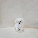 내가품은Dog