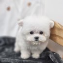 하이바이 분양소 이미지